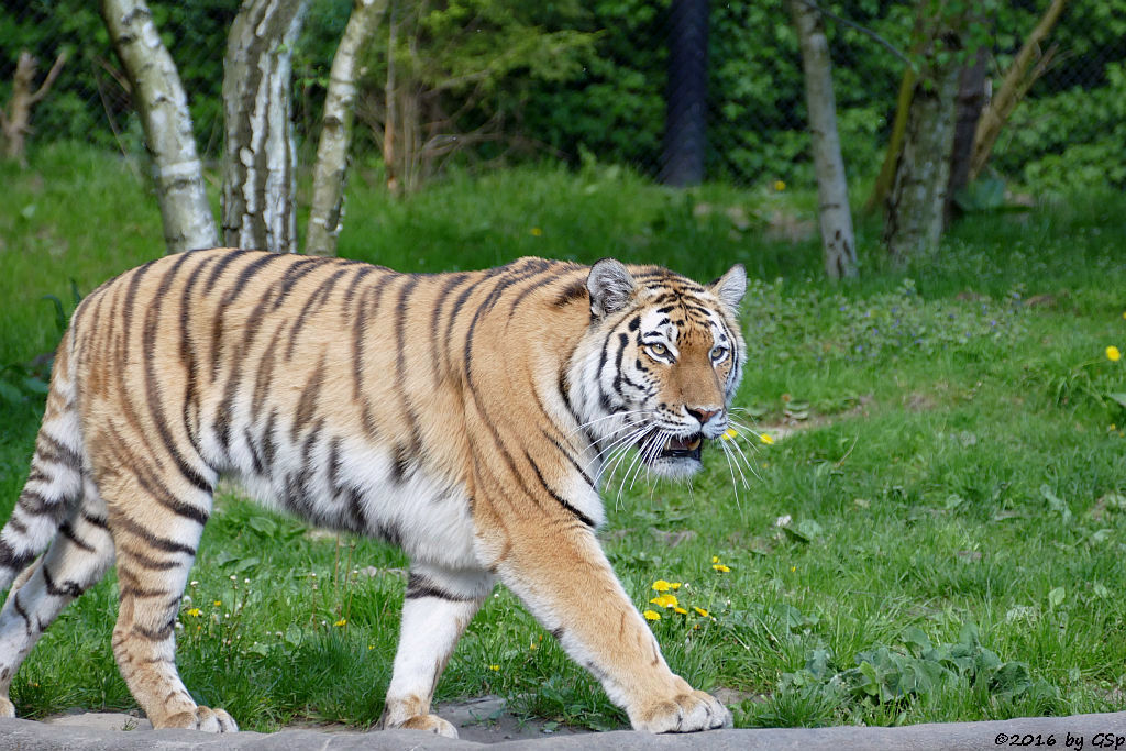 Sibirische Tigerin MARUSCHKA