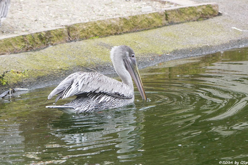 Zoo Halle: Östlicher Braunpelikan (Östlicher Meerespelikan, Florida-Braunpelikan)