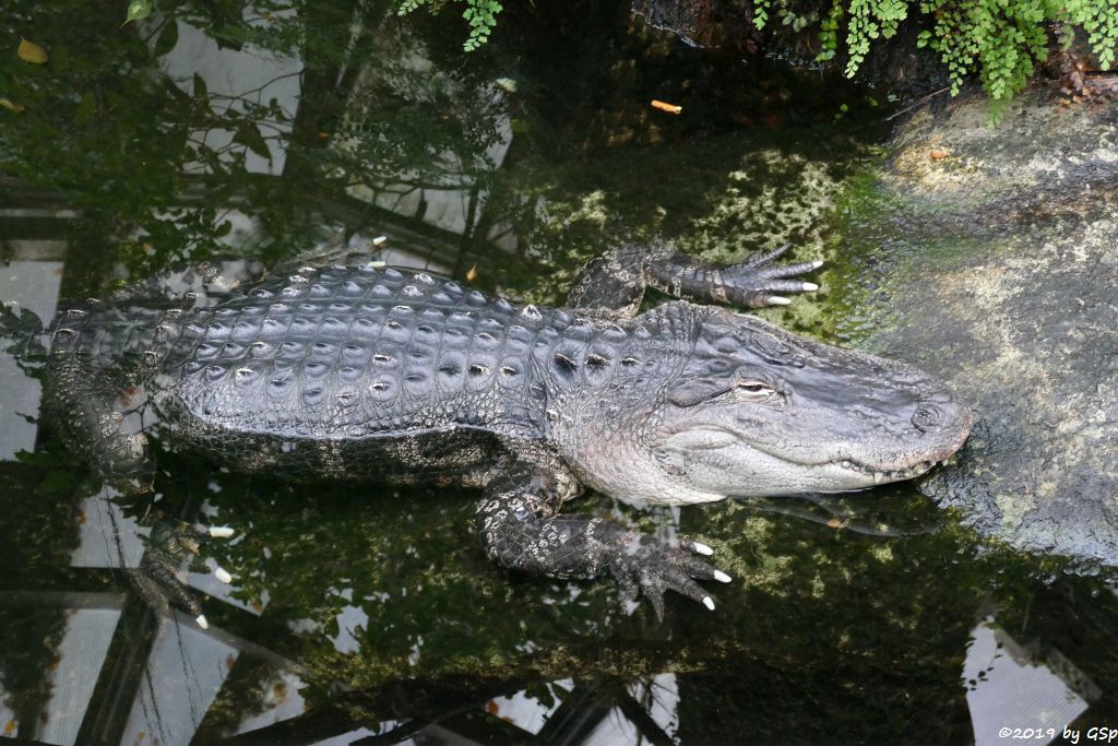 Mississippi-Alligator (Hechtalligator)