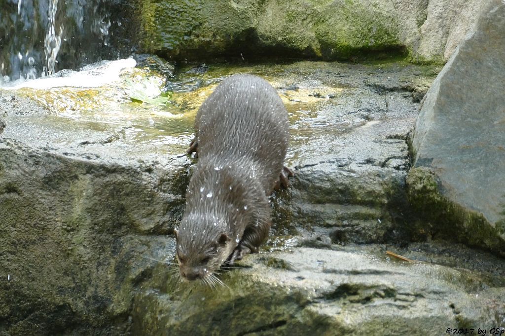 Zwergotter (Kurzkrallenotter)