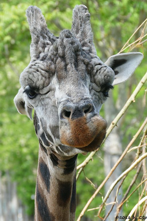 Rothschildgiraffe (Uganda-Giraffe, Baringo-Giraffe)