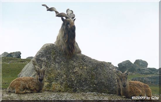 Markhor (Schraubenziege)