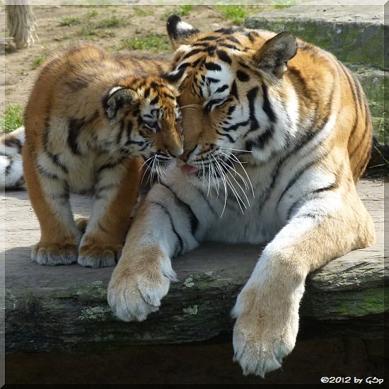 Sibirische Tigerin MILA mit Mama HANYA