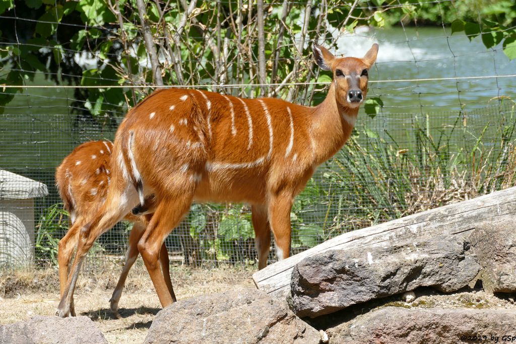 Westliche Sitatunga, Jungtier geb. 16.05.19