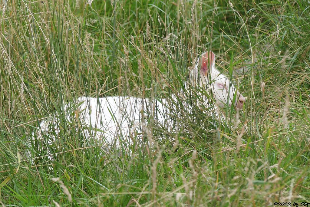 Rotnackenwallaby (Bennettkänguru)