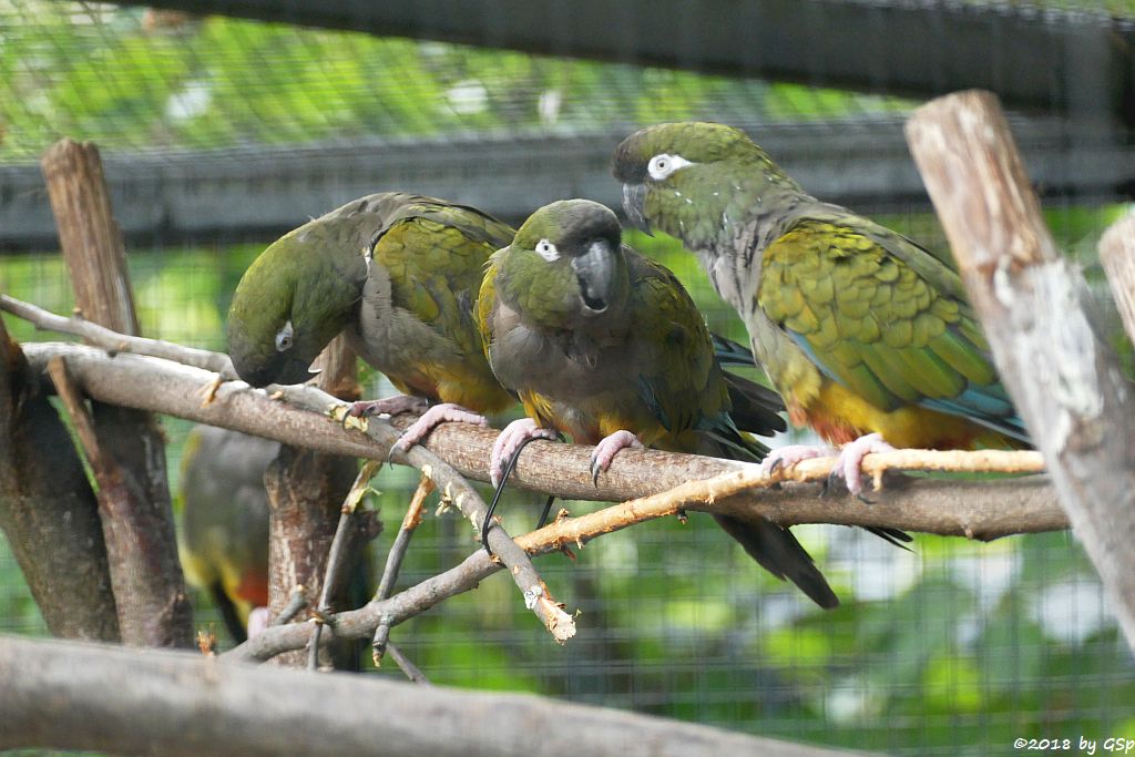 Felsensittich