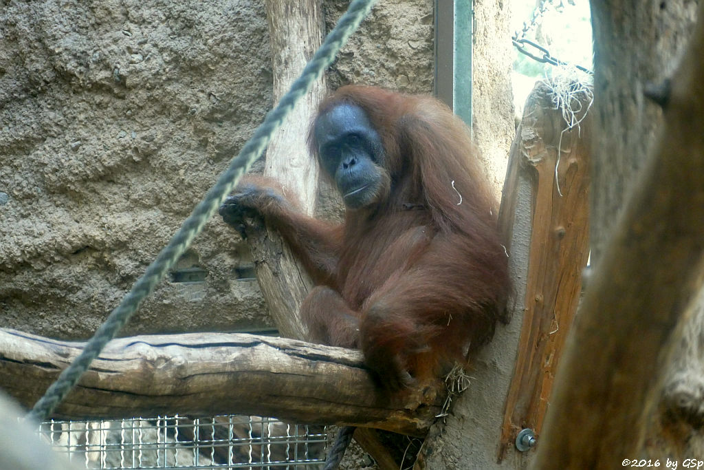 Sumatra-Orang-Utan DJAMBI