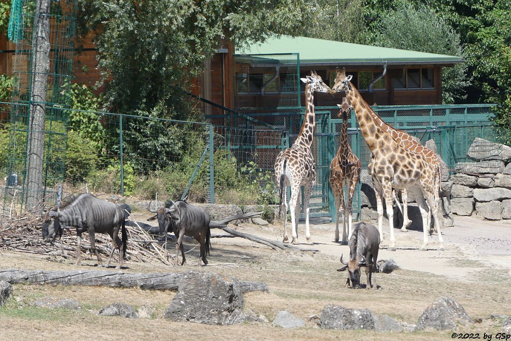 Südliches Streifengnu (Blaues Gnu), Rothschildgiraffe (Uganda-Giraffe,  Baringo-Giraffe), Netzgiraffe,