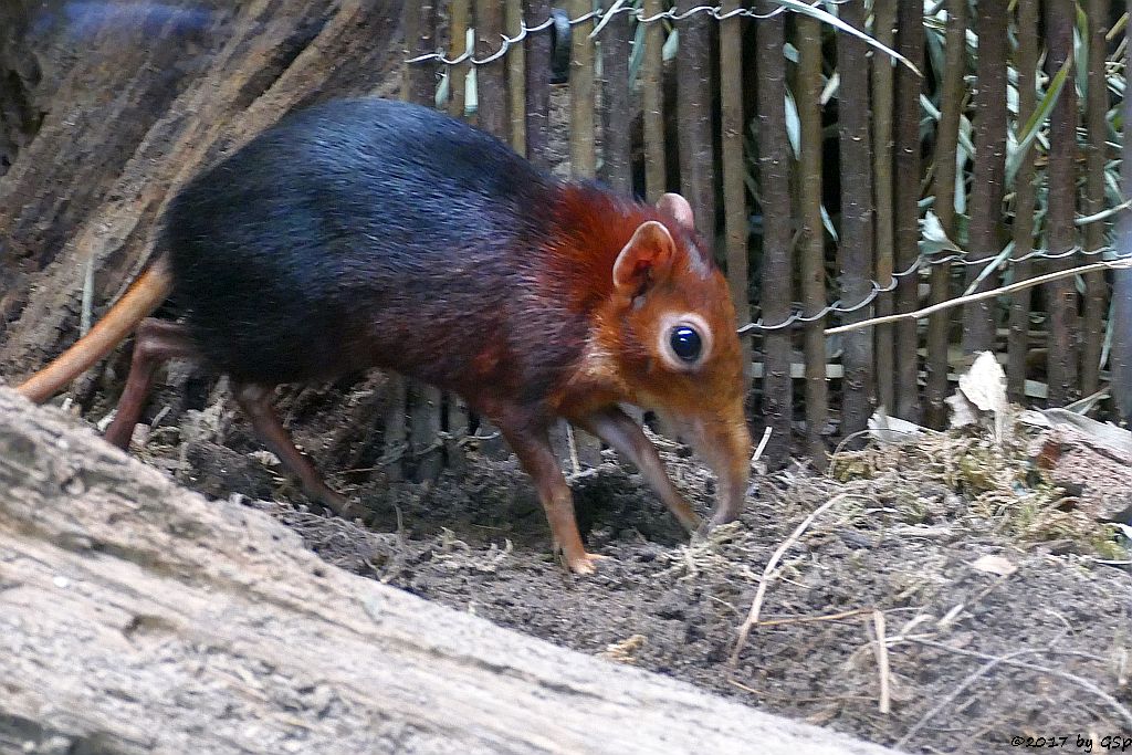 Rotschulter-Rüsselhündchen