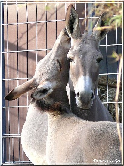 Somali-Wildesel