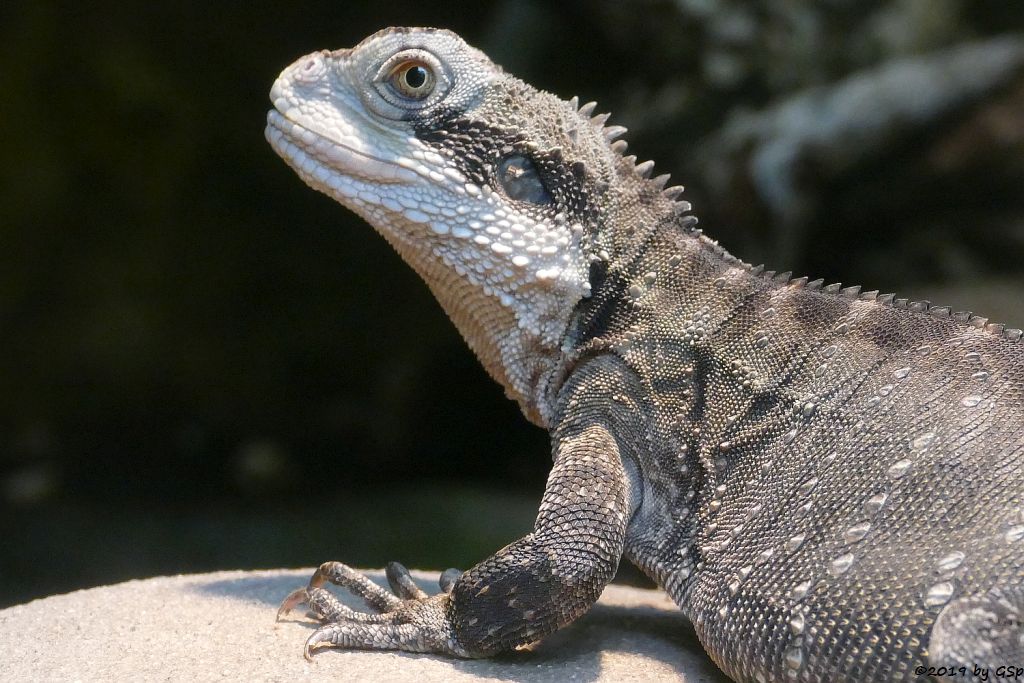 Australische Wasseragame