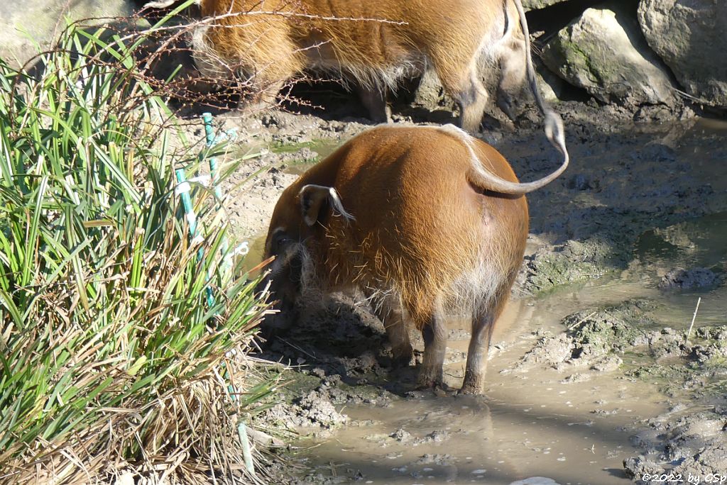 Pinselohrschwein (Rotes Flussschwein)