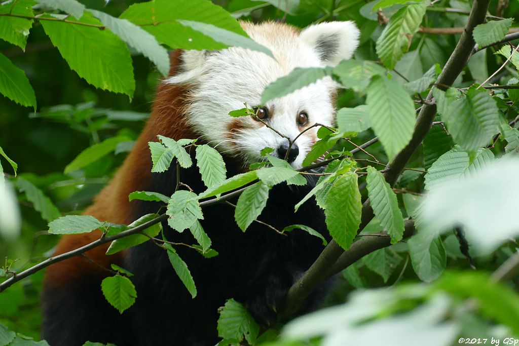 Westlicher Kleiner Panda (Westlicher Katzenbär, Nepalesischer Roter Panda)