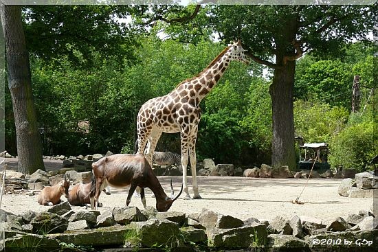 Rothschild-Giraffe, Blässbock