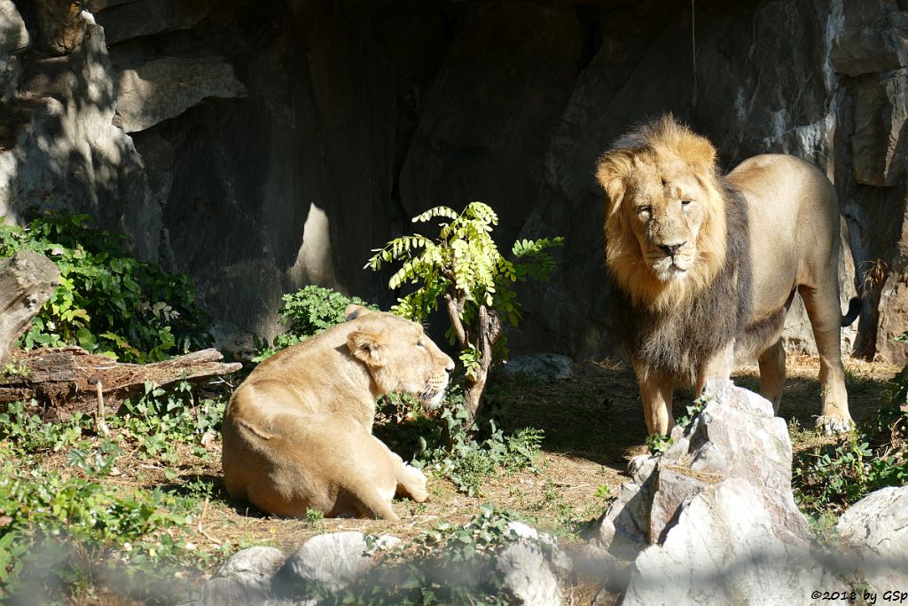 Asiatischer (Indischer) Löwe ZARINA und KUMAR