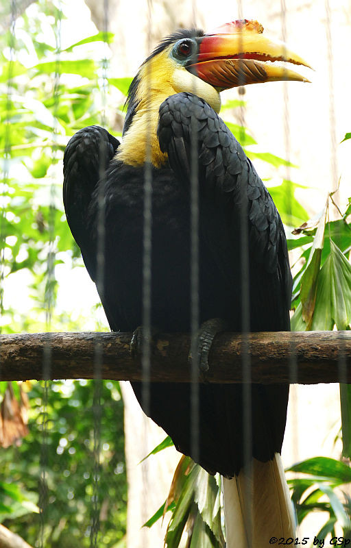 Runzel-Hornvogel