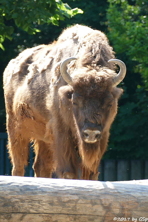 Wisent