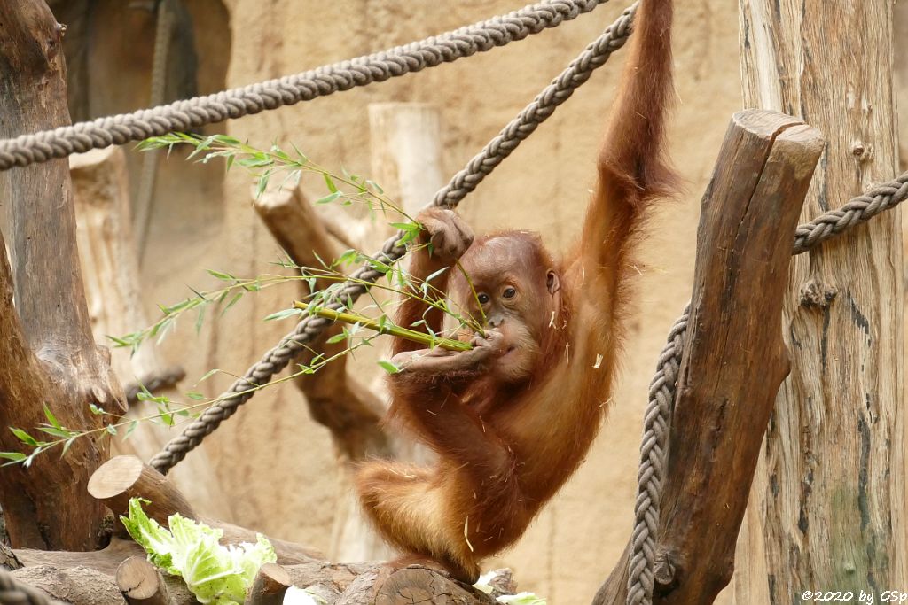 Sumatra-Orang-Utan