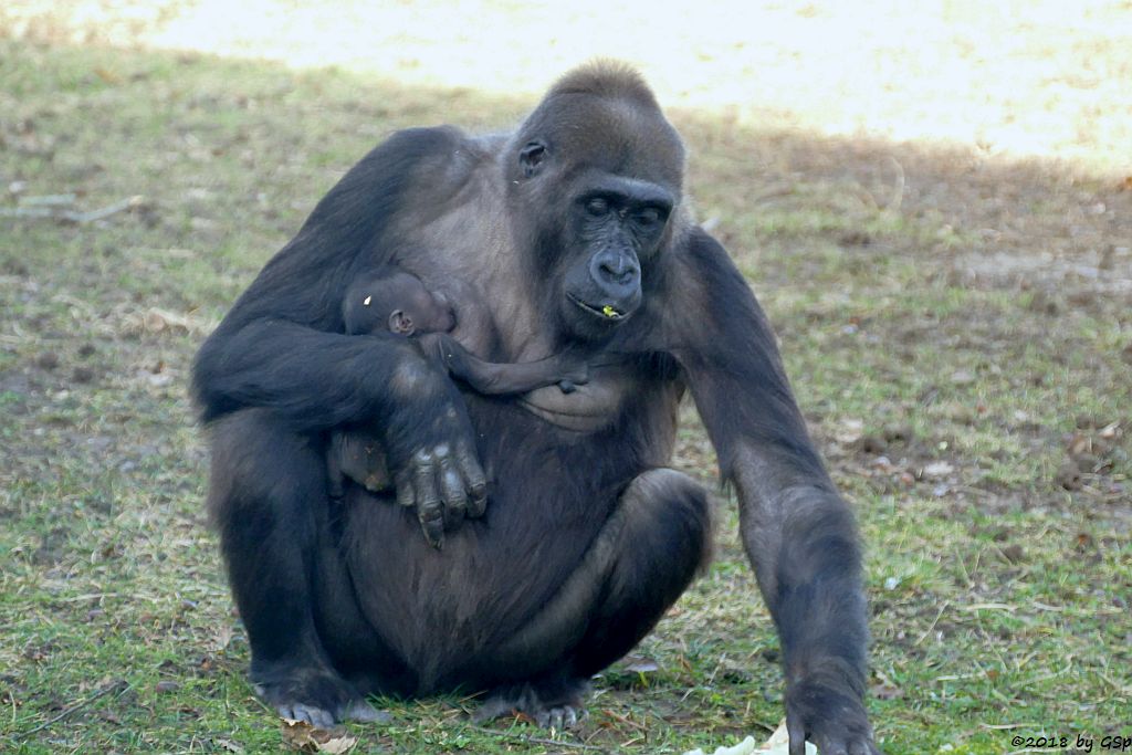 Flachlandgorilla TUANA mit Jungtier, geb. 11.1.18 (2 Wochen alt)