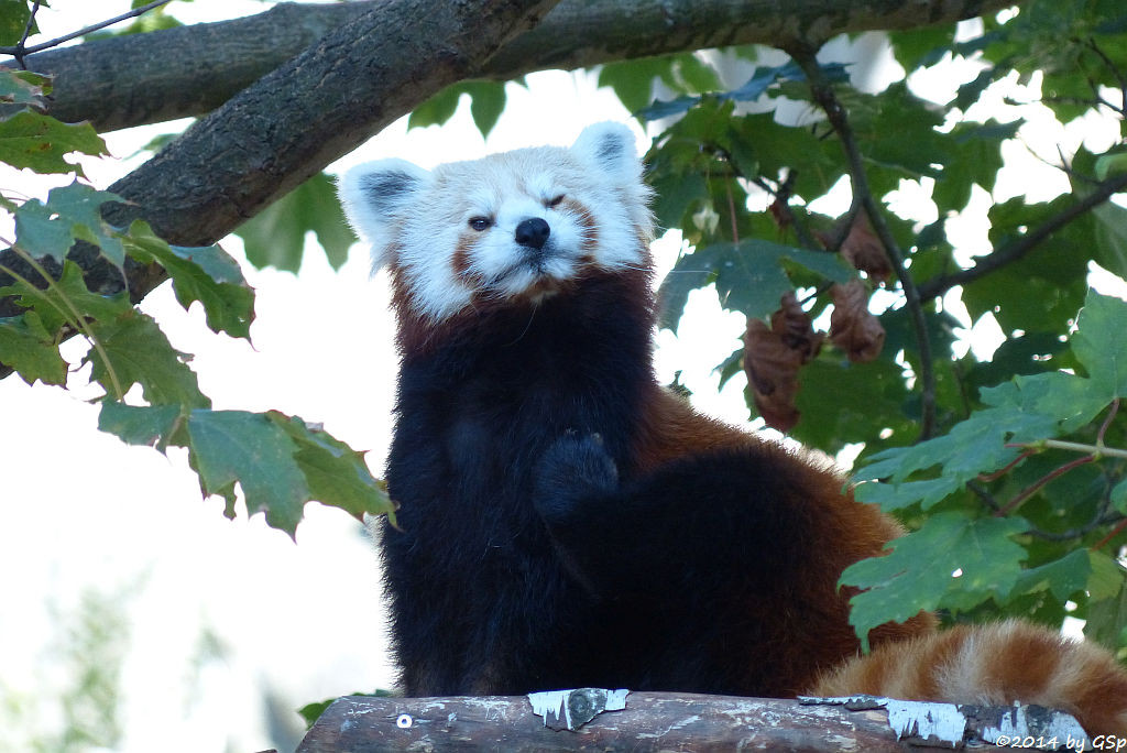  Kleiner Panda