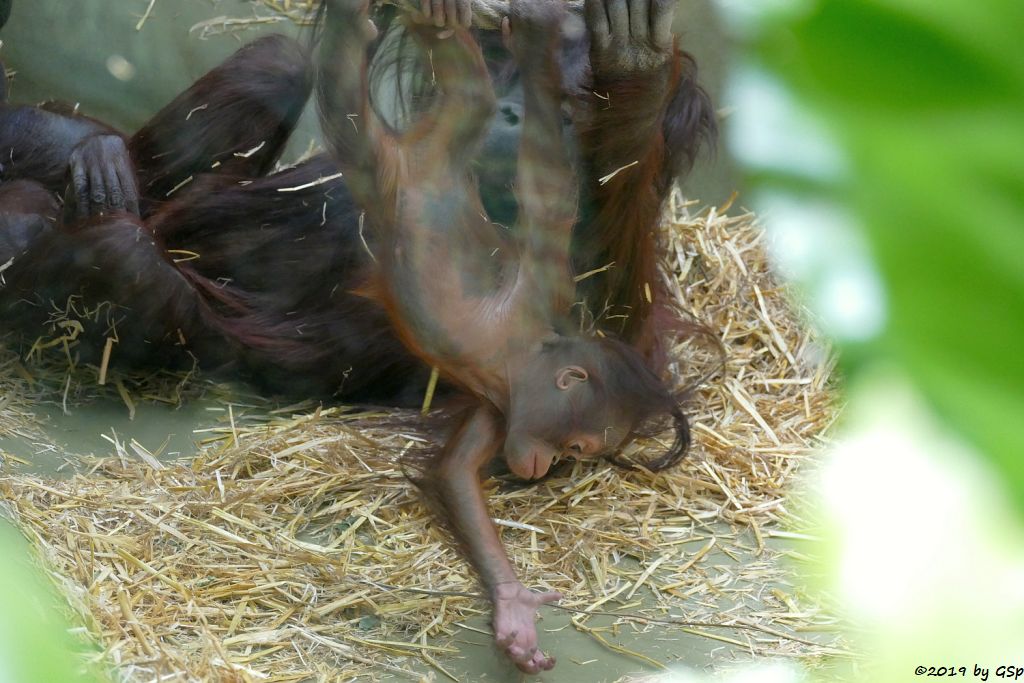 Borneo-Orang-Utan