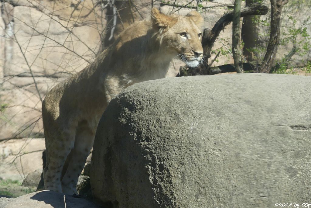Kalahari-Löwe (Etoscha-Löwe, Wüstenlöwe)