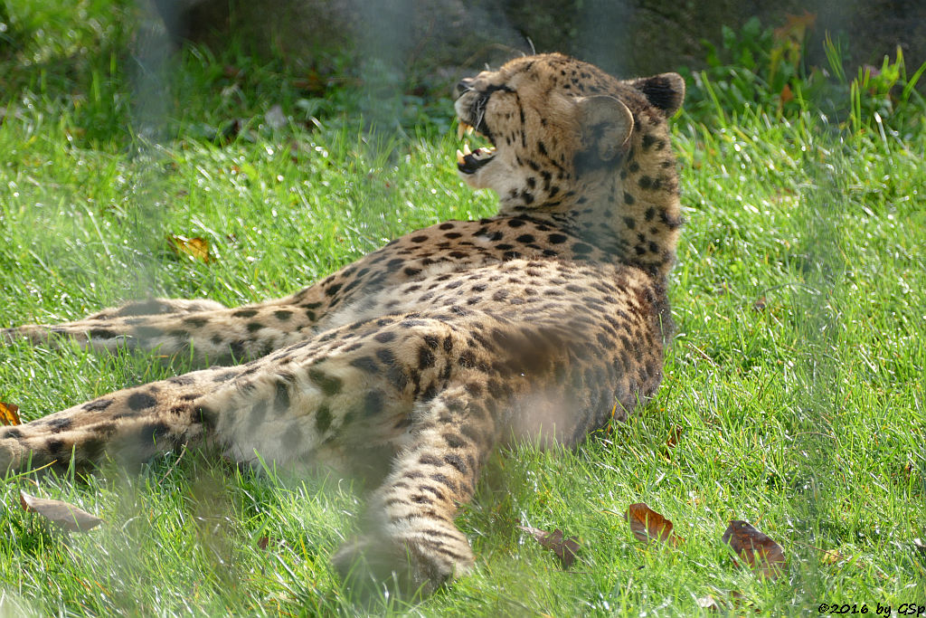 Gepard