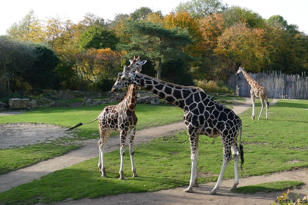 Rothschildgiraffe (Uganda-Giraffe, Baringo-Giraffe)