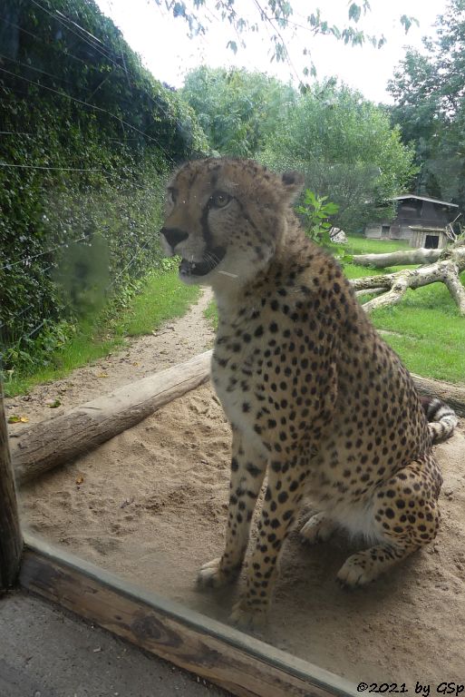 Südafrikanischer Gepard