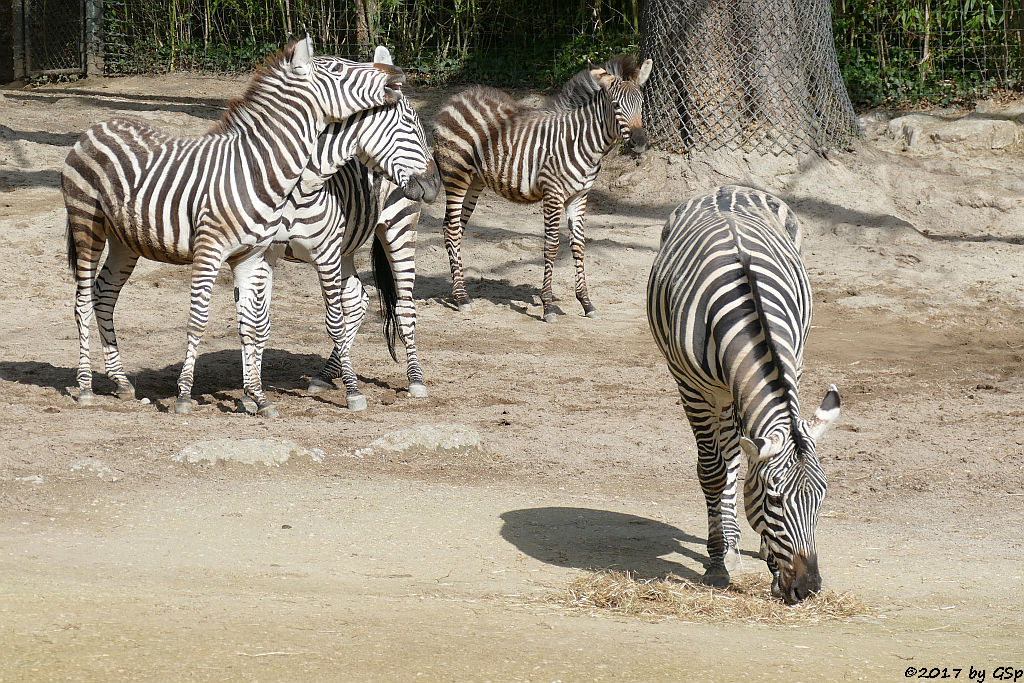 Böhm-Steppenzebra (Granz-Zebra)