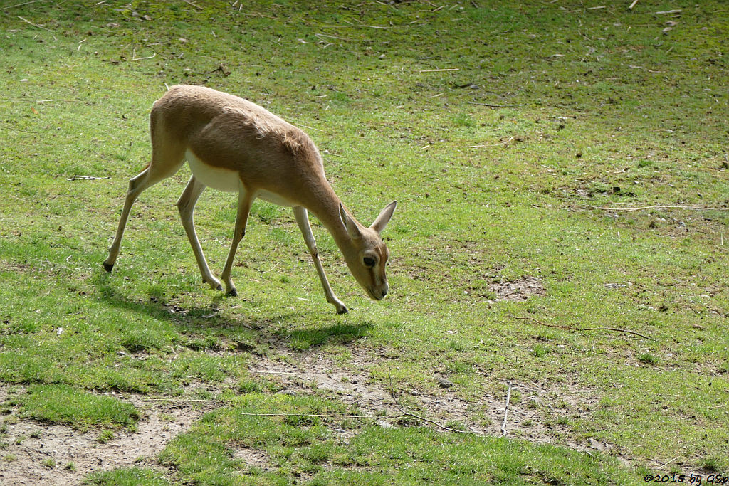 Persische Kropfgazelle