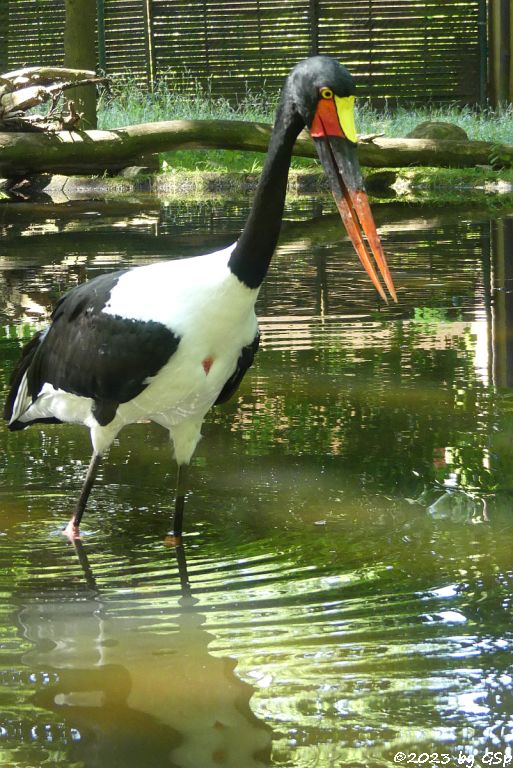 Sattelstorch