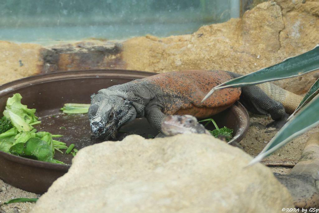 Chuckwalla