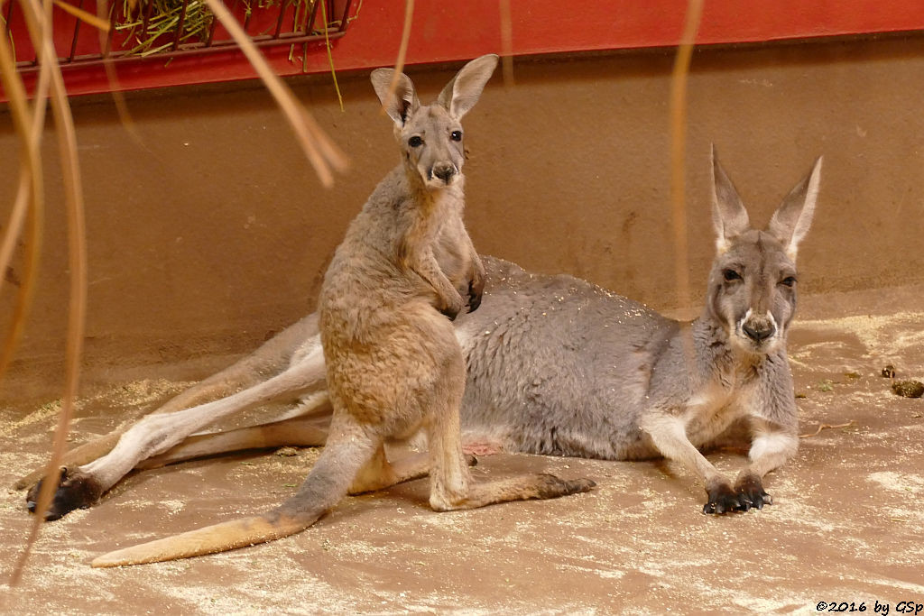 Rotes Riesenkänguru, Jungtier geb. Febr.2015