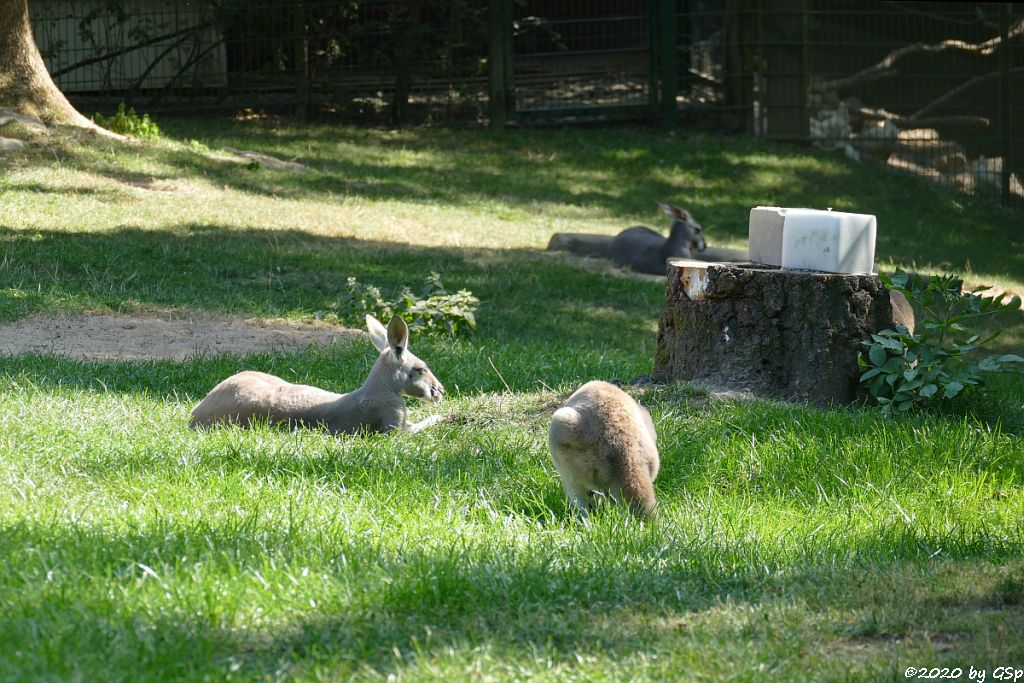 Rotes Riesenkänguru