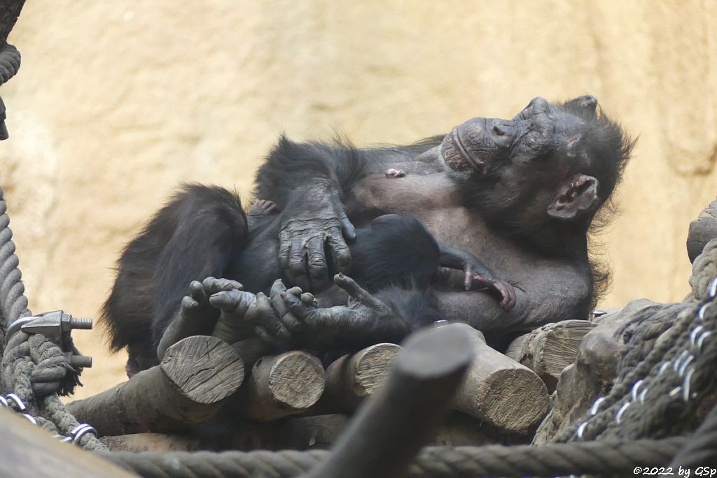 Ostafrikanischer Schimpanse CORRY mit Sohn BADU, geb. 22.12.21
