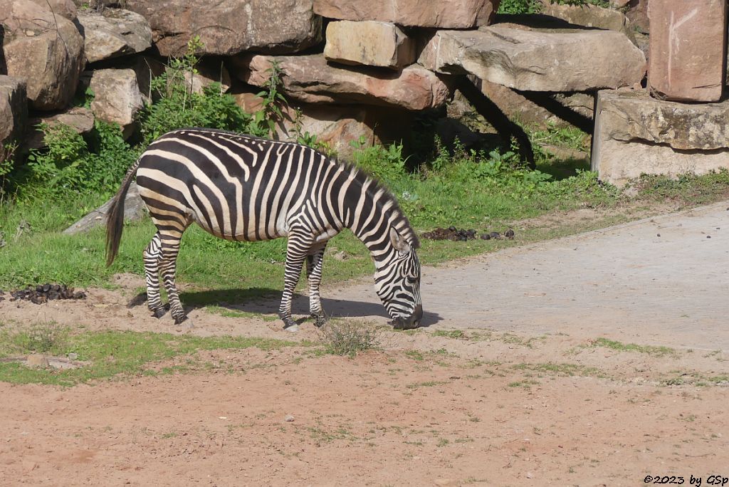 Böhm-Steppenzebra (Grant-Zebra)
