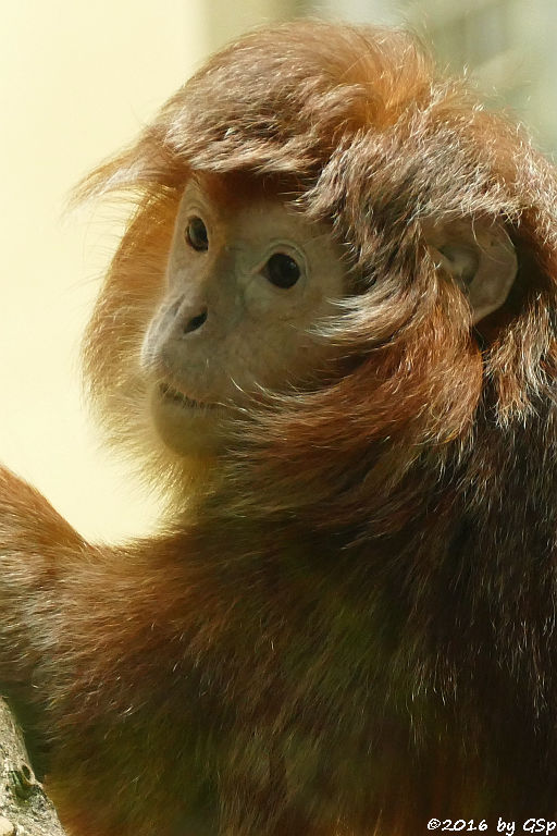 Schwarzer Haubenlangur (Javanischer Kappenlangur, Budeng)