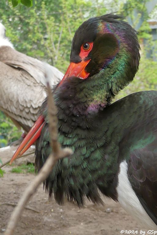 Zoo Halle: Schwarzstorch