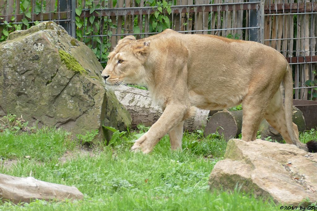 Asiatischer Löwe