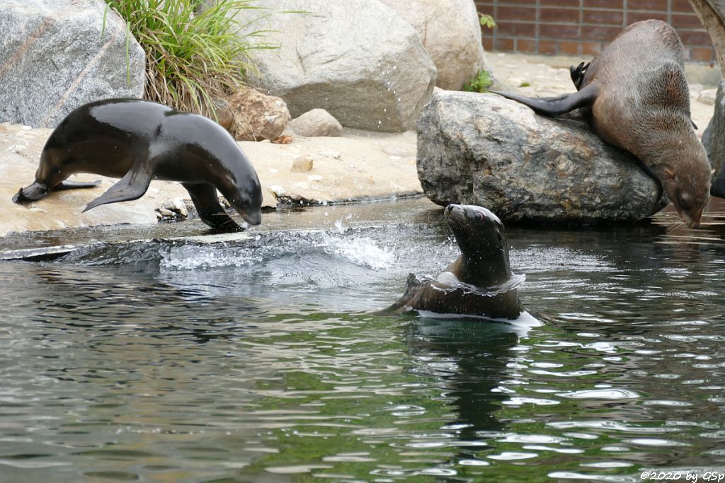 Kalifornischer Seelöwe, Südafrikanischer Seebär (Zwergseebär, Kap-Seebär) LIPPI