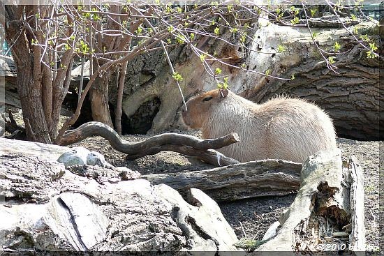 Capybara (Wasserschwein)