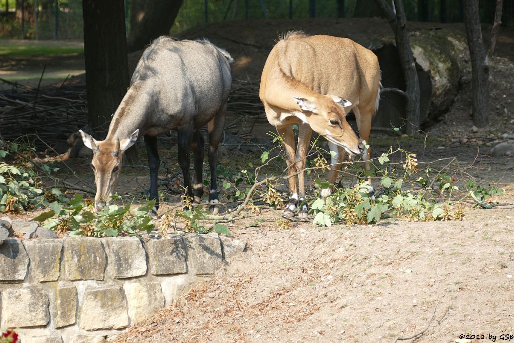 Nilgauantilope (Nilgau)