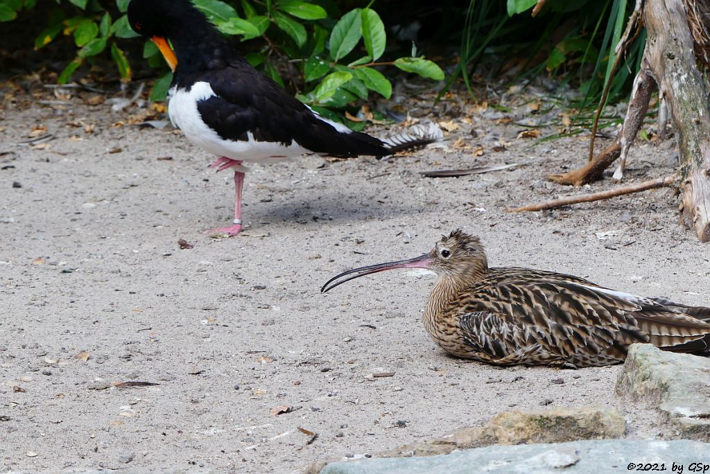 Austernfischer (Eurasischer Austernfischer), Brachvogel (Großer Brachvogel)