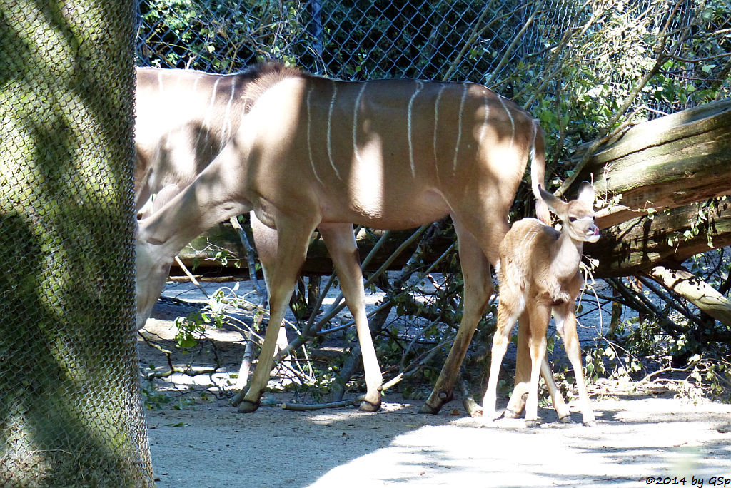 Großer Kudu, Jungtier geb. am 14.08.14