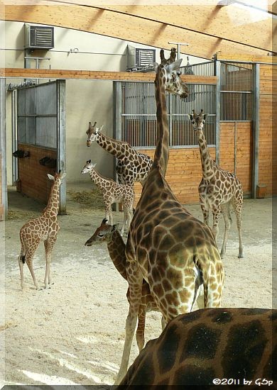 Rothschild-Giraffe