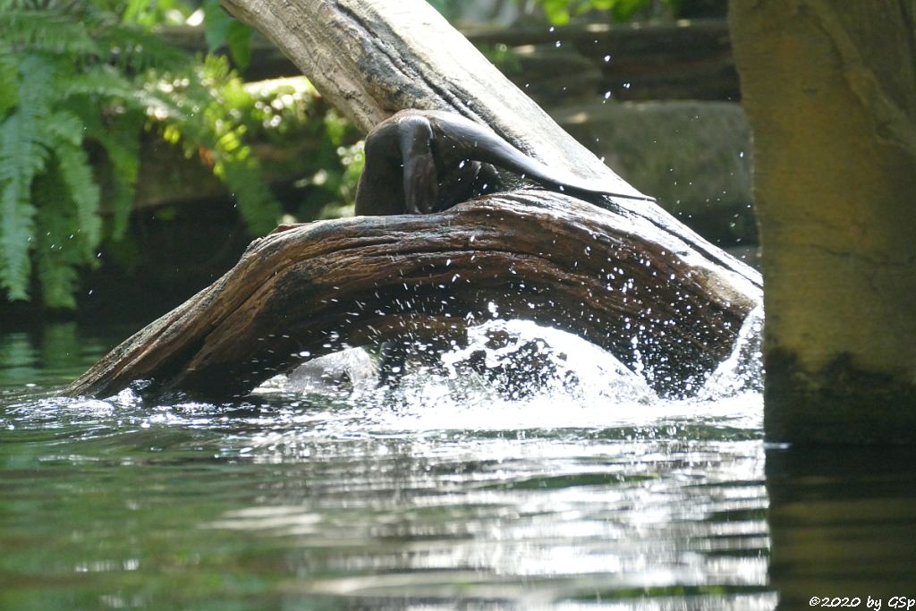 Riesenotter, 3 Jungtiere geb. 20.5.20