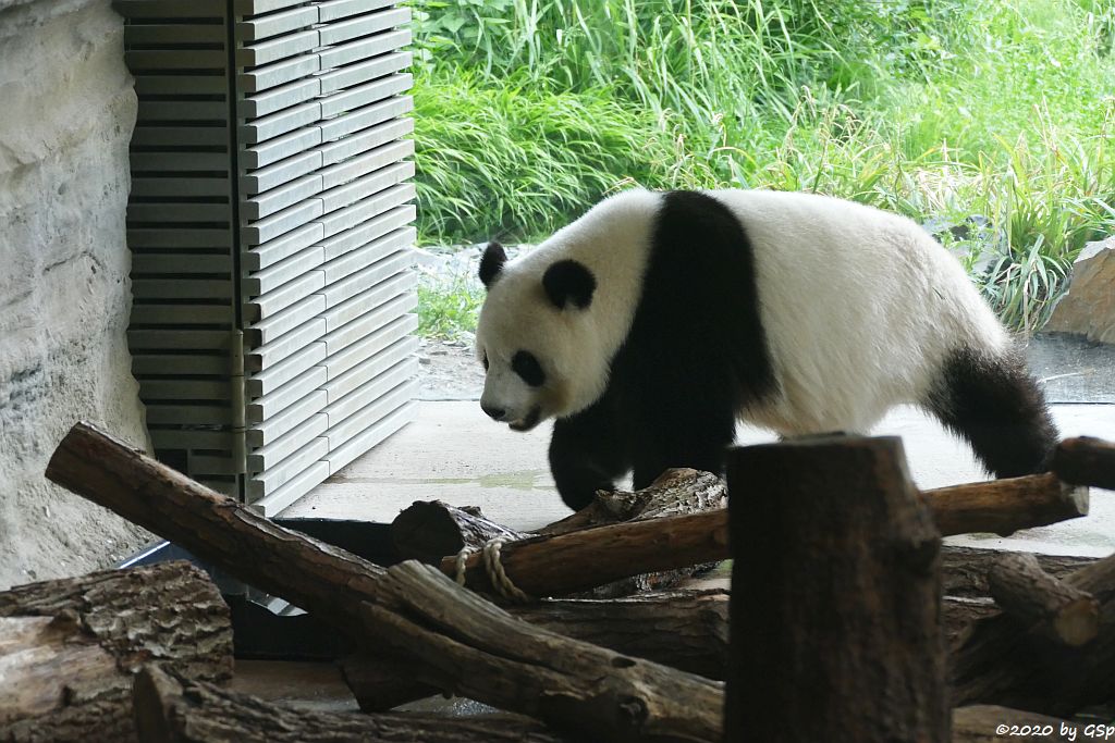 Großer Panda (Riesenpanda, Bambusbär) MENG MENG