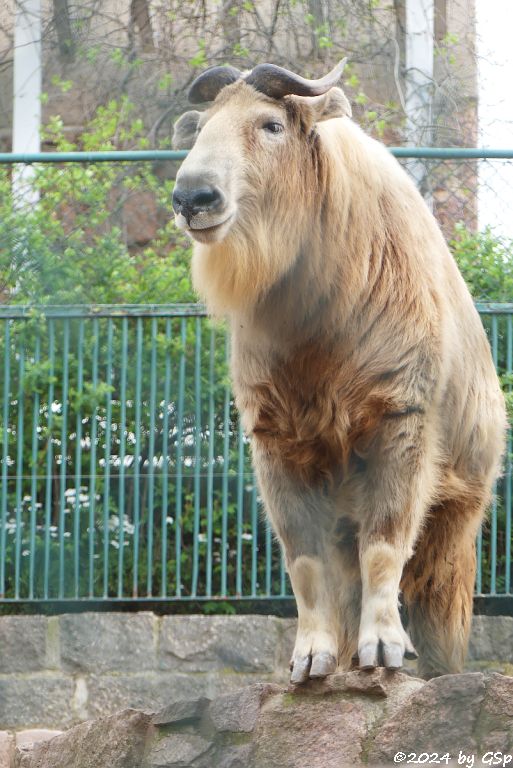 Zoo Halle: Goldtakin