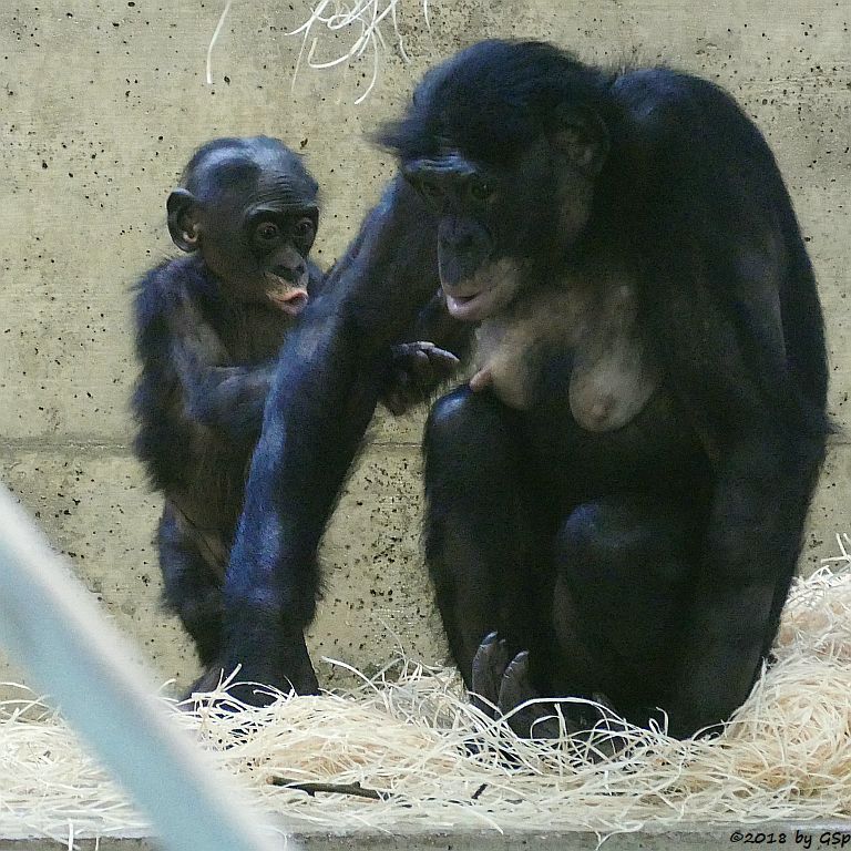 Bonobo (Zwergschimpanse)